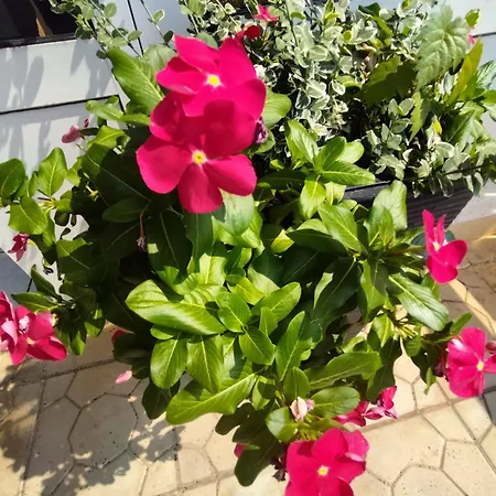 Bed & Breakfast Pavlovic Bijakovici