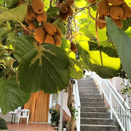 Pavlovic Bed & Breakfast