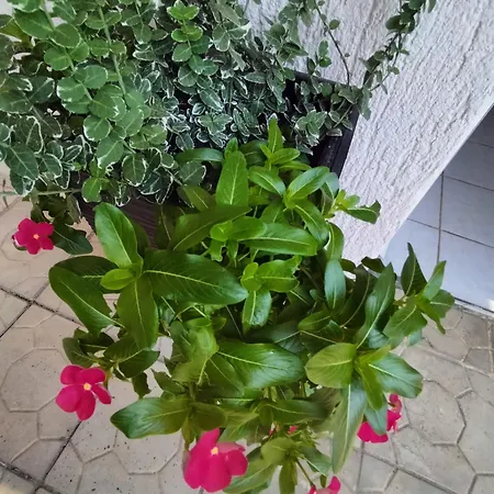 לינה וארוחת בוקר Pavlovic Bijakovici
